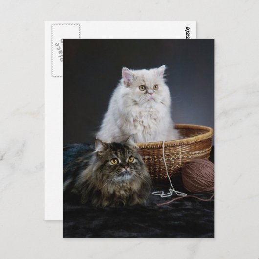 編み物ウーおもしろいルの誕生日の毛皮ペルシャ猫 ポストカード (正面/裏面)