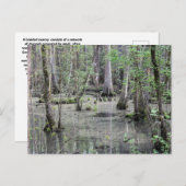 編み素晴らし込み湿地はがき ポストカード (正面/裏面)