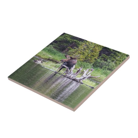 緩いアメリカヘラジカ タイル (側面)