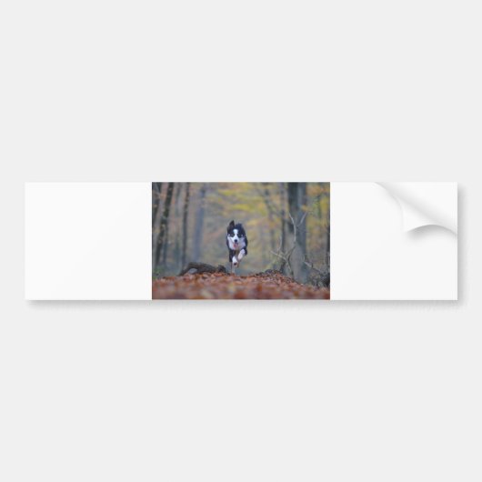 縁どランニング林のコリー バンパーステッカー (正面)