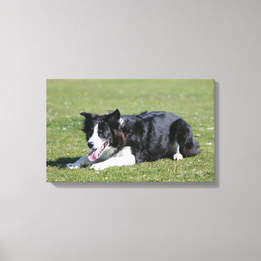 縁ど寝るコリー キャンバスプリント (正面)