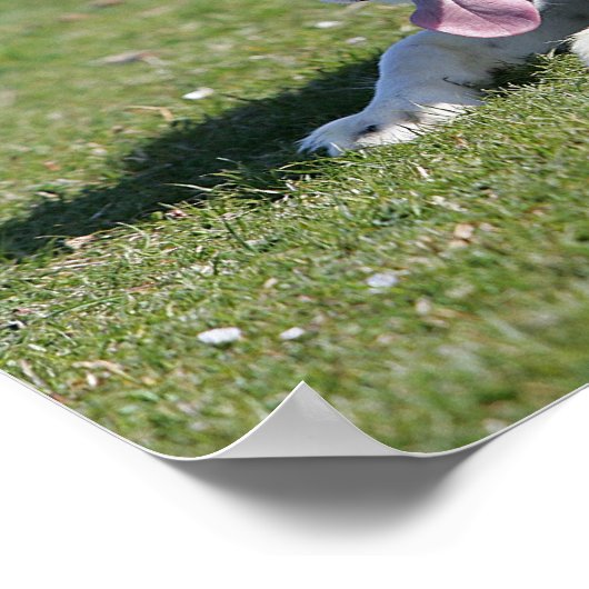 縁ど寝るコリー ポスター (角)