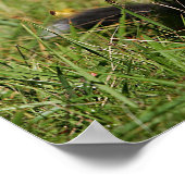 縁ど寝るコリー ポスター (角)