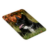 縁ど寝るコリー マグネット (右側)