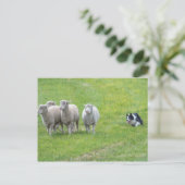 縁どCollieとEwes ポストカード (スタンド正面)