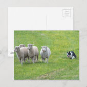 縁どCollieとEwes ポストカード (正面/裏面)