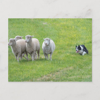 縁どCollieとEwes ポストカード