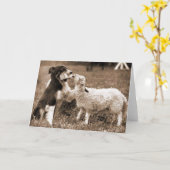 縁どCollieとLamb～Photo Card カード (黄色い花)