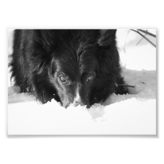 縁どCollieモノクロ写真 フォトプリント (正面)