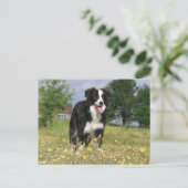 縁どcollie full 3.png ポストカード (スタンド正面)