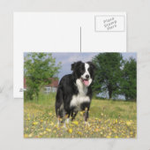 縁どcollie full 3.png ポストカード (正面/裏面)