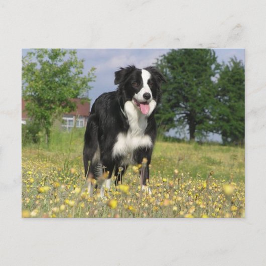 縁どcollie full 3.png ポストカード (正面)