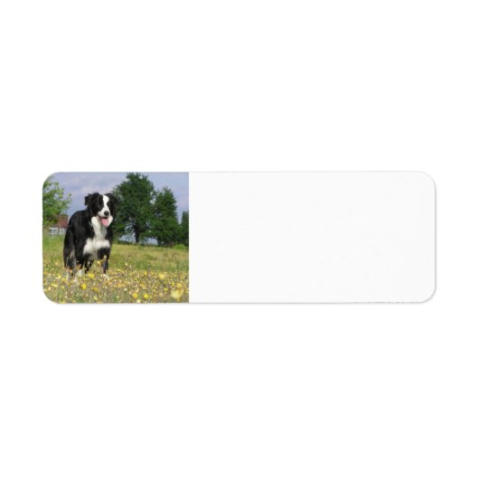 縁どcollie full 3.png ラベル (正面)