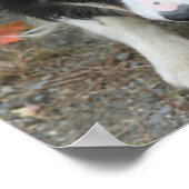 縁どCollie Kids Roomパーソナライズされた Wall Poster ポスター (角)