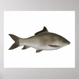 縁付きのペニンシュラコイ ポスター