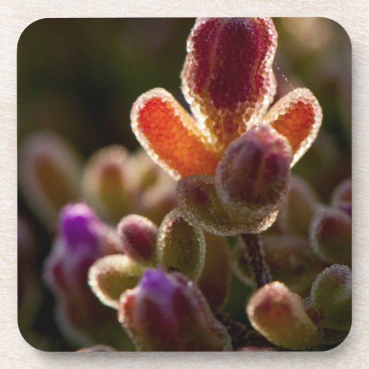 縁取りのあるバックライトのカラフルな多肉植物の花のつぼみ コースター (正面)