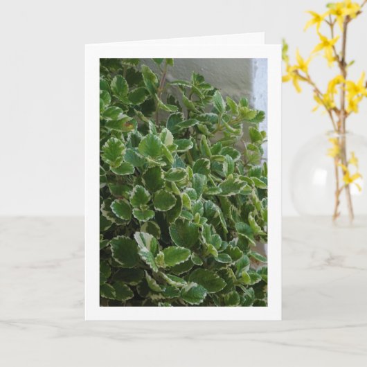 縁白スウェーデンアイビー、スパーフラワー カード (黄色い花)