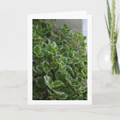 縁白スウェーデンゴケ、スパーフラワー カード (正面)