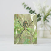 縞模様のアーギオペ – 下側スパイダーポストカード ポストカード (スタンド正面)