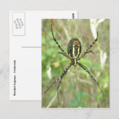 縞模様のアーギオペ – 下側スパイダーポストカード ポストカード (正面/裏面)