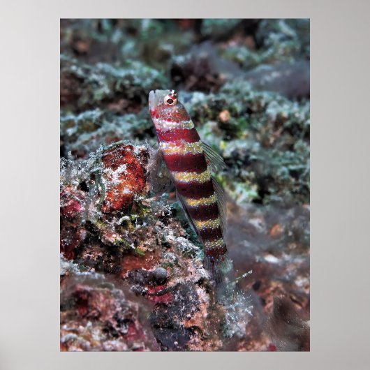 縞模様のエビのゴビー ポスター (正面)