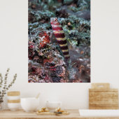 縞模様のエビのゴビー ポスター (キッチン)