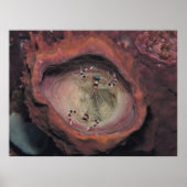 縞模様のクリーナーエビのペア ポスター (正面)