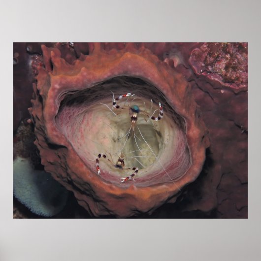 縞模様のクリーナーエビのペア ポスター (正面)