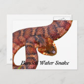 縞模様の水蛇 ポストカード (正面/裏面)