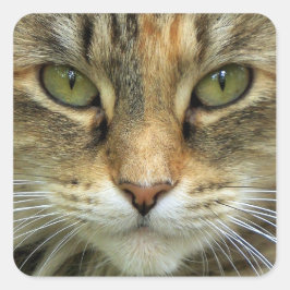 縞模様の猫のグリーンアイの肖像ステッカー スクエアシール