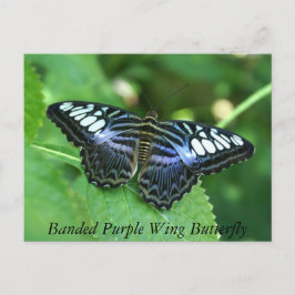 縞模様の紫色の羽の蝶 ポストカード