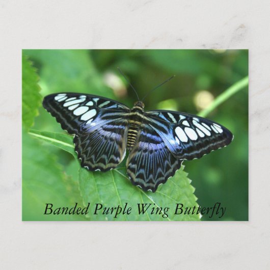 縞模様の紫色の羽の蝶 ポストカード (正面)