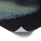 縞模様クリーナーエビのペア ポスター (角)