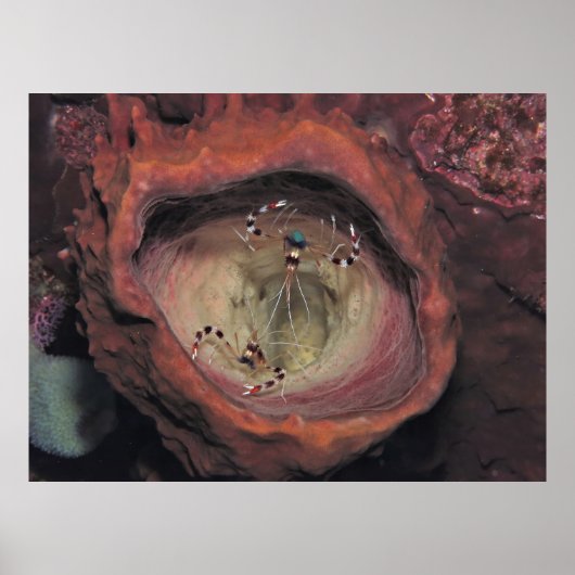 縞模様クリーナーエビのペア ポスター (正面)