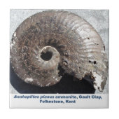 縫合線を示す美しい黄鉄鉱のアンモナイトの化石 タイル (正面)