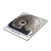 縫合線を示す美しい黄鉄鉱のアンモナイトの化石 タイル (側面)