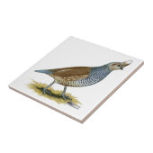 縮尺ウズラ タイル (側面)