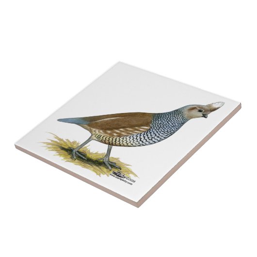 縮尺ウズラ タイル (側面)