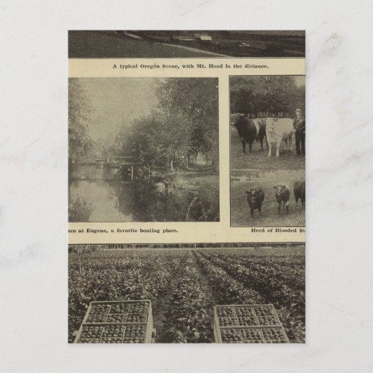 繁栄、オレゴンでは十分 ポストカード (正面)