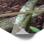 繁殖用プルーム付き冠の黒いネギ ポスター (角)