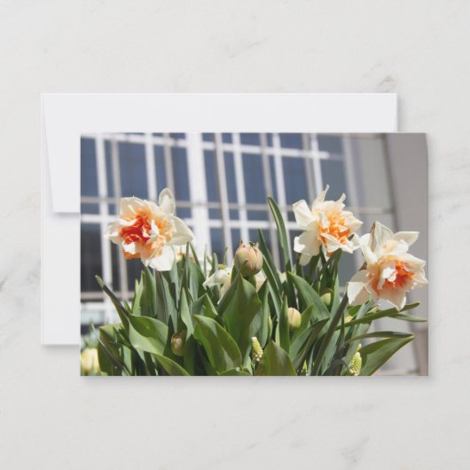 繊細でかわいい水仙の春 (正面)