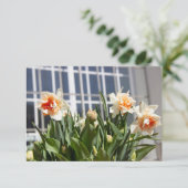 繊細でかわいい水仙の春 (スタンド正面)