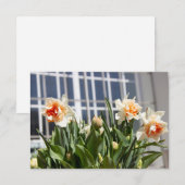 繊細でかわいい水仙の春 (正面/裏面)