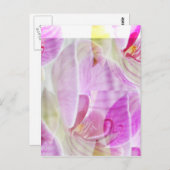 繊細で美しい蘭フローラ ポストカード (正面/裏面)