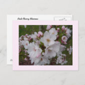 繊細なさくらんぼの花 ポストカード (正面/裏面)