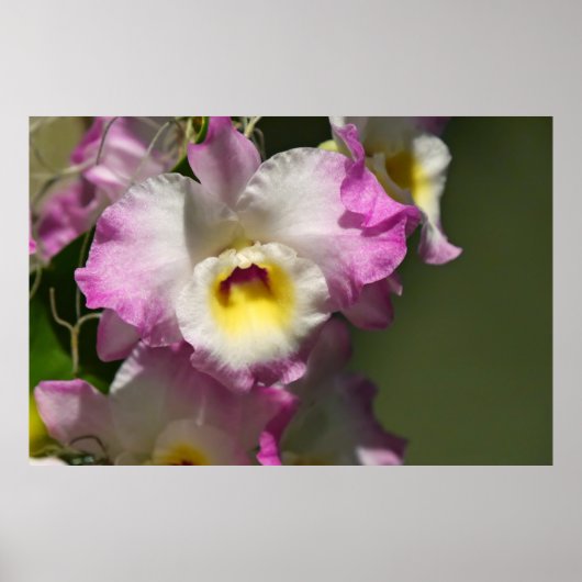 繊細なオルキッド ポスター (正面)