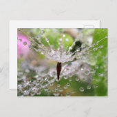 繊細なタンポポ抽象芸術 ポストカード (正面/裏面)