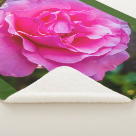 繊細なピンクのバラ。 シェルパブランケット