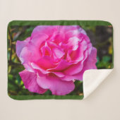 繊細なピンクのバラ。 シェルパブランケット (正面(横))