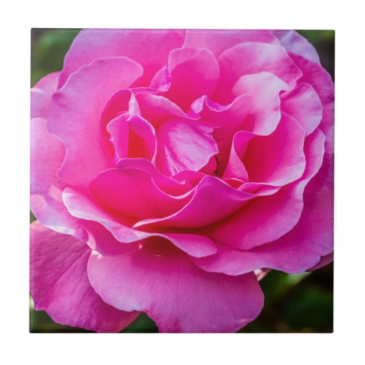 繊細なピンクのバラ。 タイル (正面)